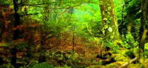 The Guiding Mark in the Forest