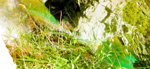 The Forest of My Awakening